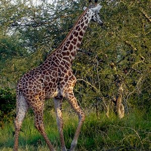 Girafe élégante se dirige vers les arbres - Rwanda  - collection de photos clin d'oeil, catégorie animaux